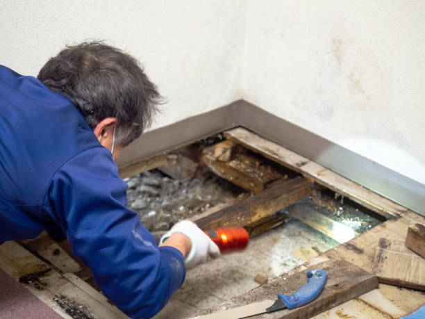 Best Mold Testing  in Berkley, MI