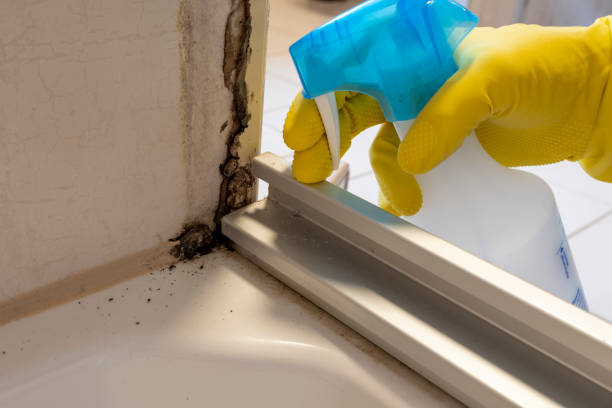 Best Home Mold Removal  in Berkley, MI