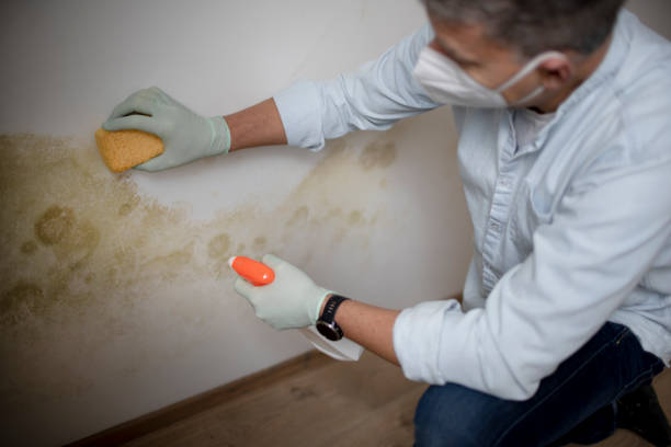 Best Mold Remediation  in Berkley, MI
