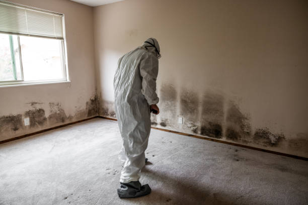 Trusted Berkley, MI Mold Removal Experts