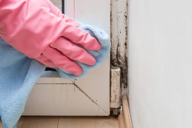 Best Mold Damage Repair  in Berkley, MI