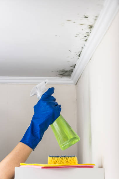 Best Professional Mold Removal  in Berkley, MI
